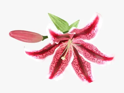 Lily flower red 01 3D model