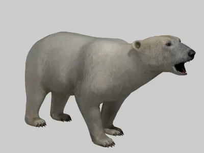 Polar Bear Low-poly 3D model