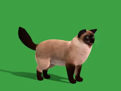 Ragdoll Cat Breed Low-poly 3D model