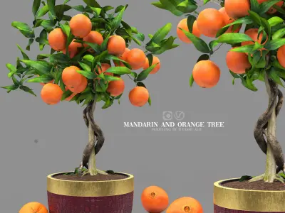 mandarin and orange tree 3D model