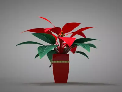 Poinsettia Parrot Beak Plant 3D model