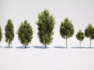 Carpinus Betulus - Hornbeam 3D model