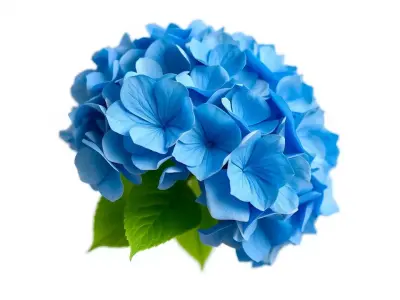 Blue Hydrangea Blossom model pack Low-poly 3D model