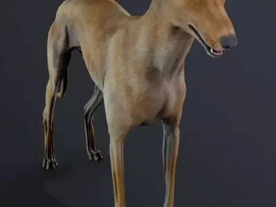 Galgo Street Dog 3D model