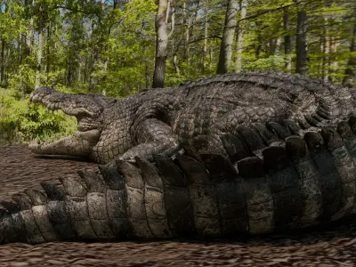 Saltwater Crocodile Animated  Low-poly 3D model