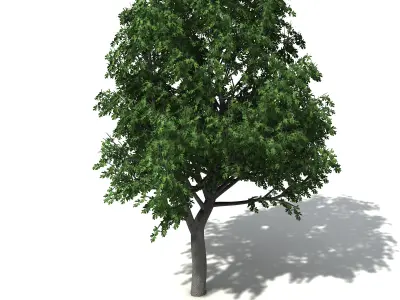 XfrogPlants Illawarra Flame Tree 3D model