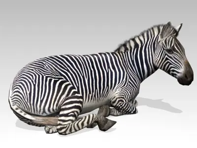 Zebra Animated Low-poly 3D model