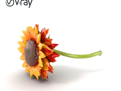 Decorative Sunflower Blossom 3D Model Pack Low-poly 3D model