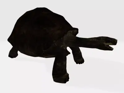 Galapagos Tortoise 3D model