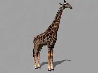 Superb Low-Poly Giraffe - 3d model Low-poly 3D model