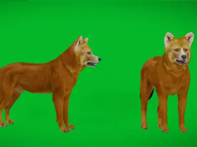 Asian Dhole Wild Red Dog Low-poly 3D model