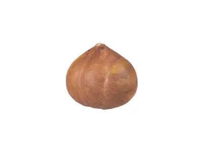 Photorealistic Hazelnut Kernel 3D Scan 3D model