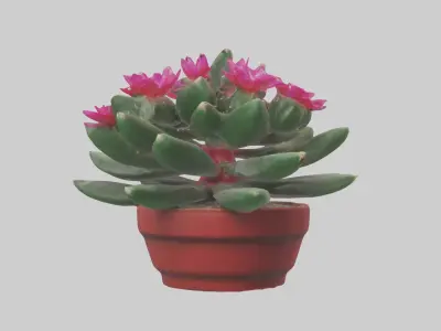 Christmas Cactus Model Low-poly 3D model