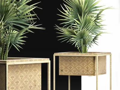 Plants Collection 164 Arabian Sabal Minor 3D model
