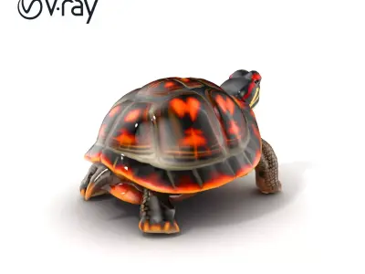 RedEared Slider Turtle Detailed Model Pack Low-poly 3D model