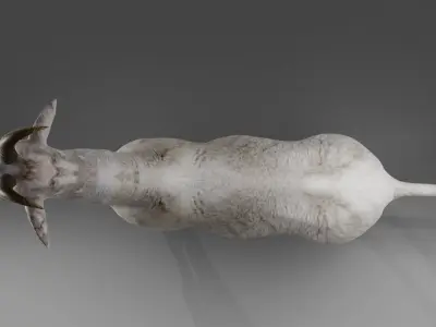 Goat 02 Rigged and Animation  Low-poly 3D model