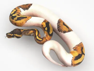 Piebald Ball Python Snake 3D model