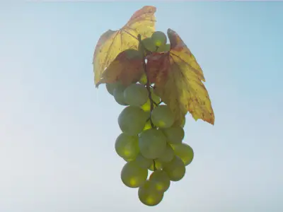 Grapes Single Fruit Bunches and Model Kit Low-poly 3D model