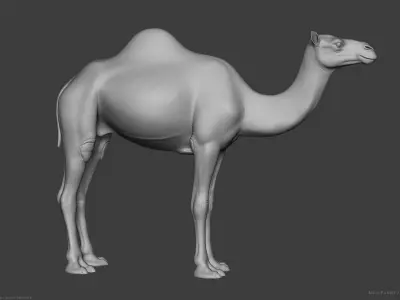 Camel Dromedary - Highpoly Sculpture 3D model