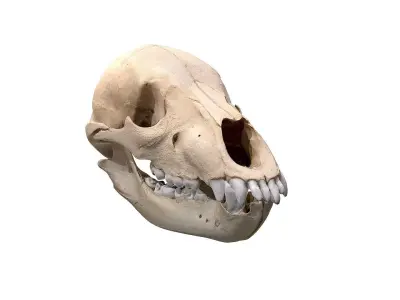 Skull - Bear Low-poly 3D model