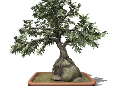 2020 XfrogPlants Bonsai Library  3D model