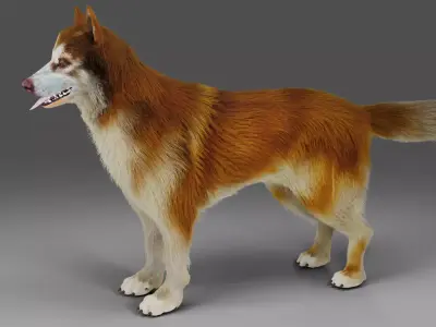 Fur Red Wolf NO Rigged in Blender  Low-poly 3D model