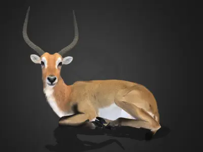 Lechwe Antelope Realistic Animated 3D model
