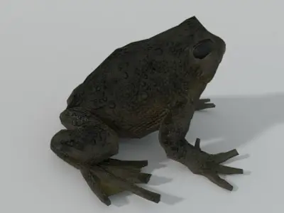 Warty Toad Low-poly 3D model
