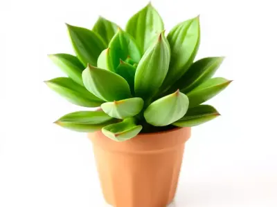 Vibrant Green Succulent model pack Low-poly 3D model