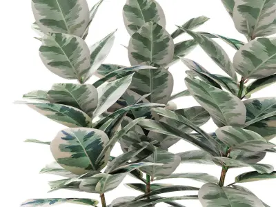 Plant in Pot Flowerpot Exotic Plant 3D model 20