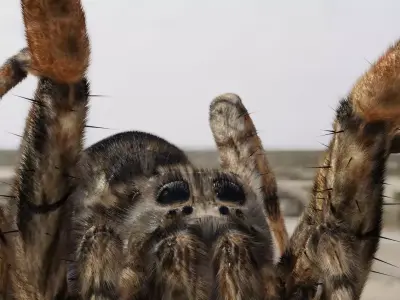 Spider Model giant in desert - 3D model