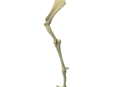 Camel Animal Humerus Arm  3D model