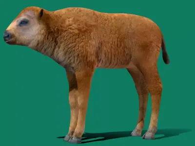 American Bison Calf Animal Low-poly 3D model