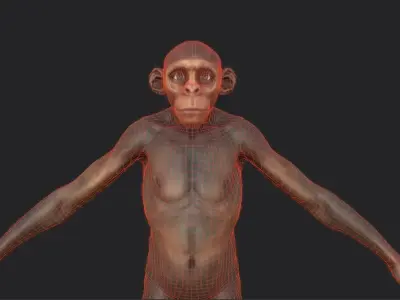 Monkey gameready PBR chimpanzee Low-poly 3D model