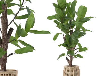 Ficus lyrata in modern flower pot 3D model shop