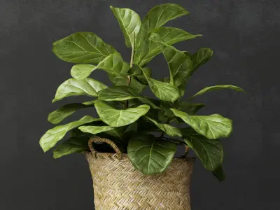 ficus lyrata min 3D model