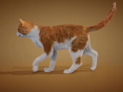 Realistic orange and white cat 3D model