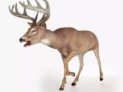 Deer Rigged Low-poly 3D model