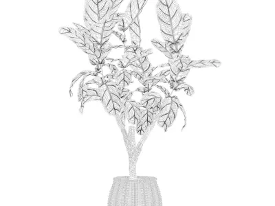 Ficus lyrata in modern flower pot 3D model purchase