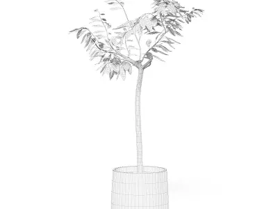 Small Tree 3D Model in Black Pot 3D model