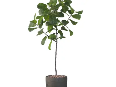 Ficus Lyrata in black pot 3D model