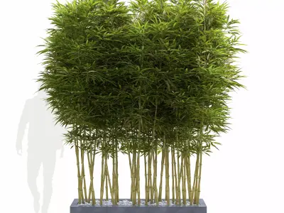 Bamboo Phyllostachys Aurea in a flowerpot 3D model