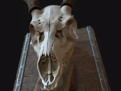 Deer Antler  Low-poly 3D model