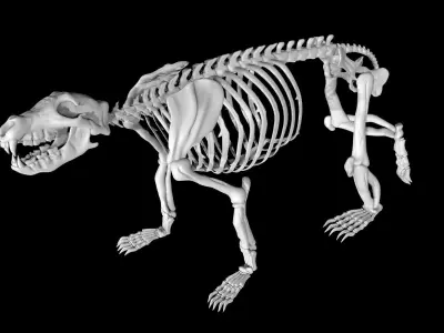 Bear Skeleton Low-poly 3D model