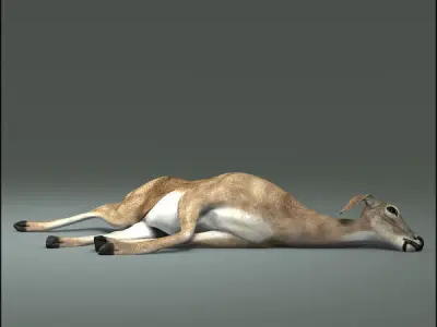 Doe ANIMATED 3D model