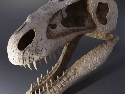 Tyrannosaurus Rex Skull 3D model