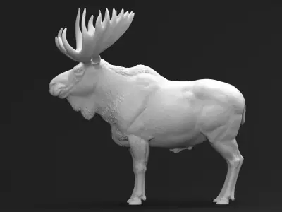 Bull Moose 01 3D print model