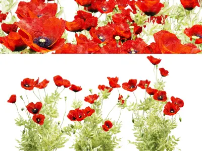 Field poppy 3D model