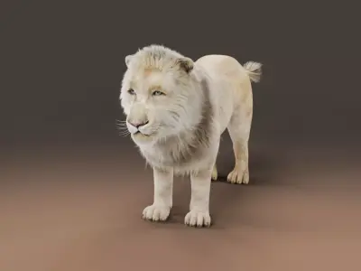 3D Fur White NO Lion Rigged Low-poly 3D model