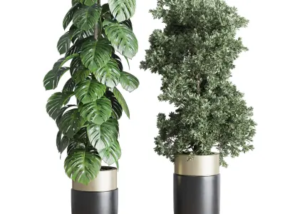 indoor plant set 312 longhi godwin pot bamboo monstera Low-poly 3D model